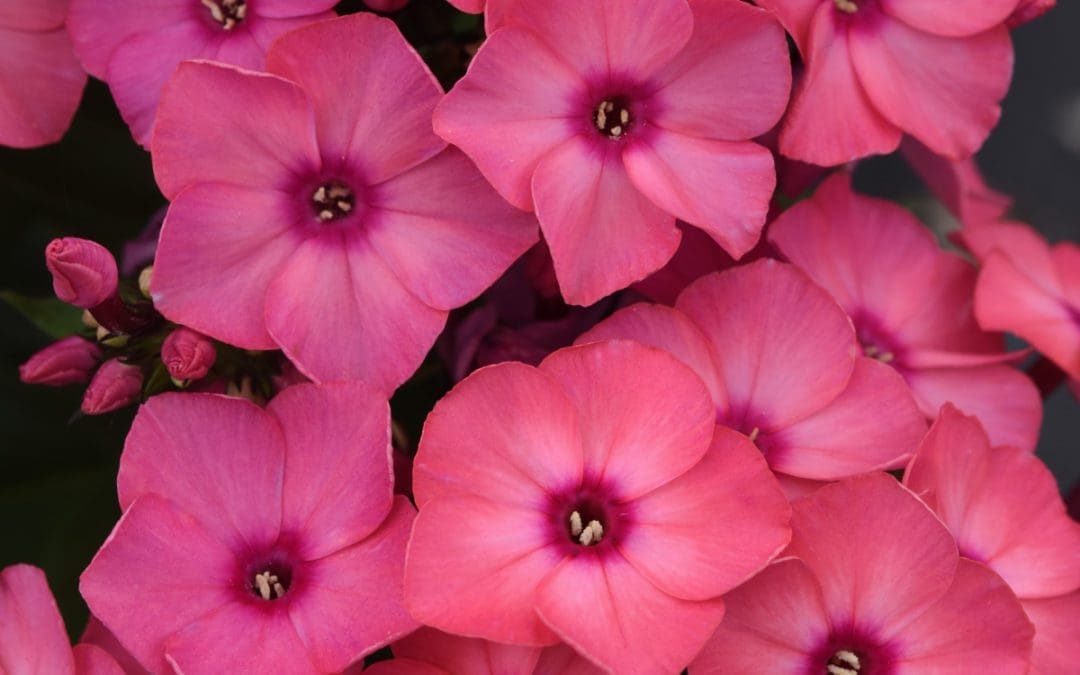 Super Ka-Pow Coral Medium Garden Phlox