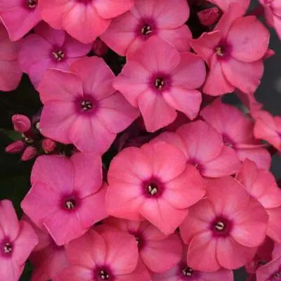 Super Ka-Pow Coral Medium Garden Phlox
