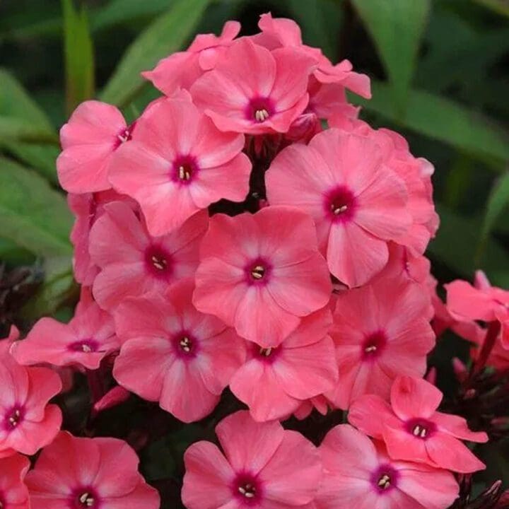Super Ka-Pow Coral Medium Garden Phlox - Image 2