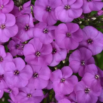 Super Ka-Pow Lavender Medium Garden Phlox