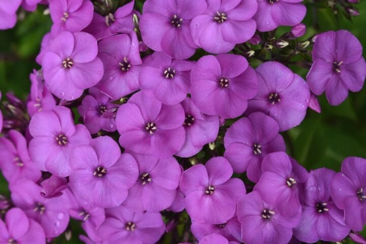 Super Ka-Pow Lavender Medium Garden Phlox