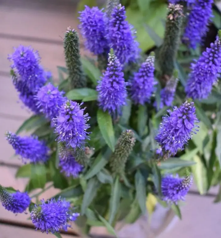 Vernique Shining Seas Speedwell - Image 2