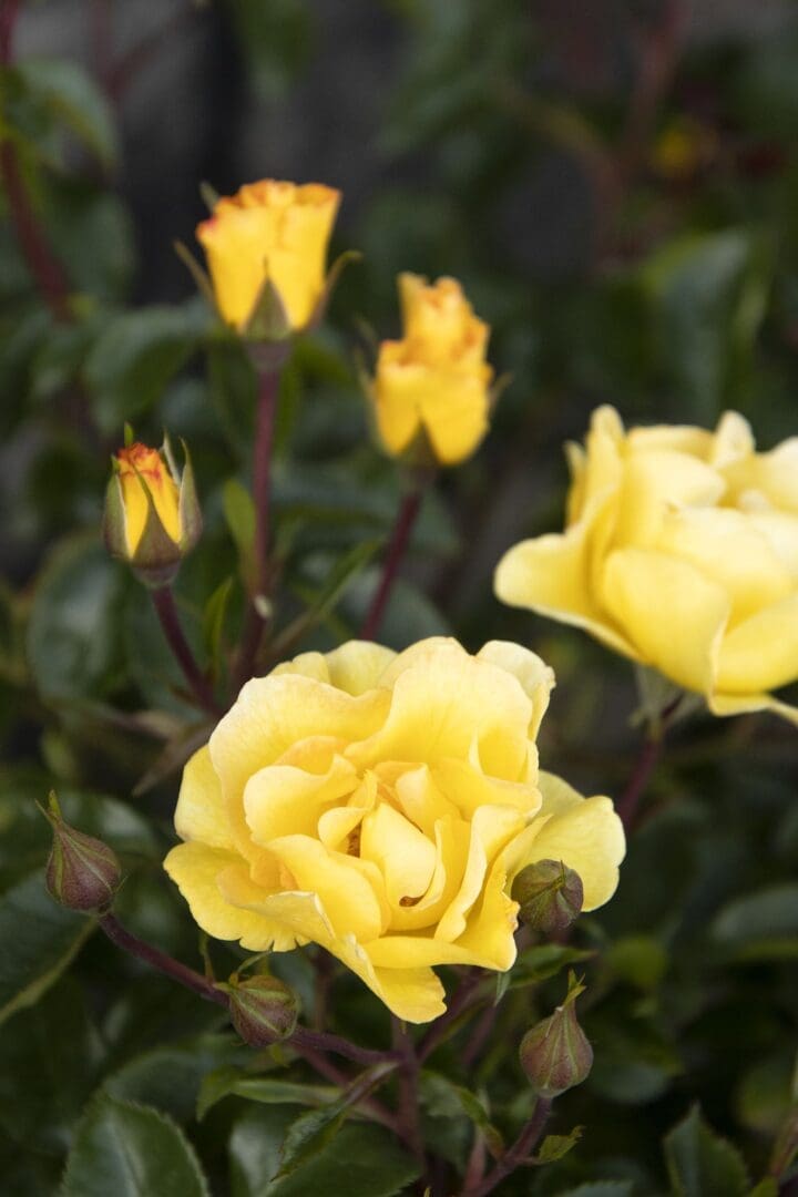 Nitty Gritty Yellow Rose - Image 2