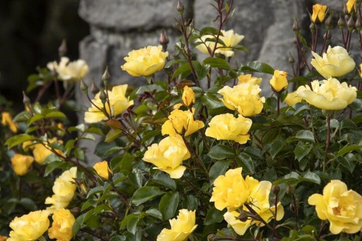 Nitty Gritty Yellow Rose - Image 3