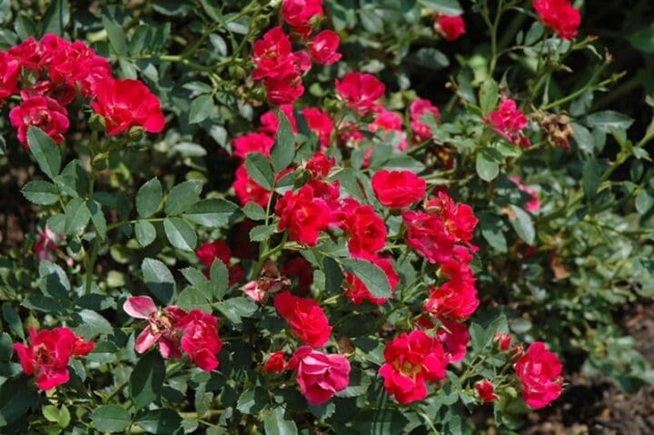 Red Drift Groundcover Rose - Image 3