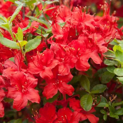 Electric Lights Red Azalea