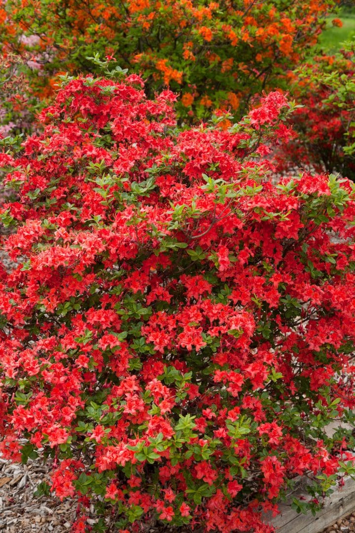 Electric Lights Red Azalea - Image 2