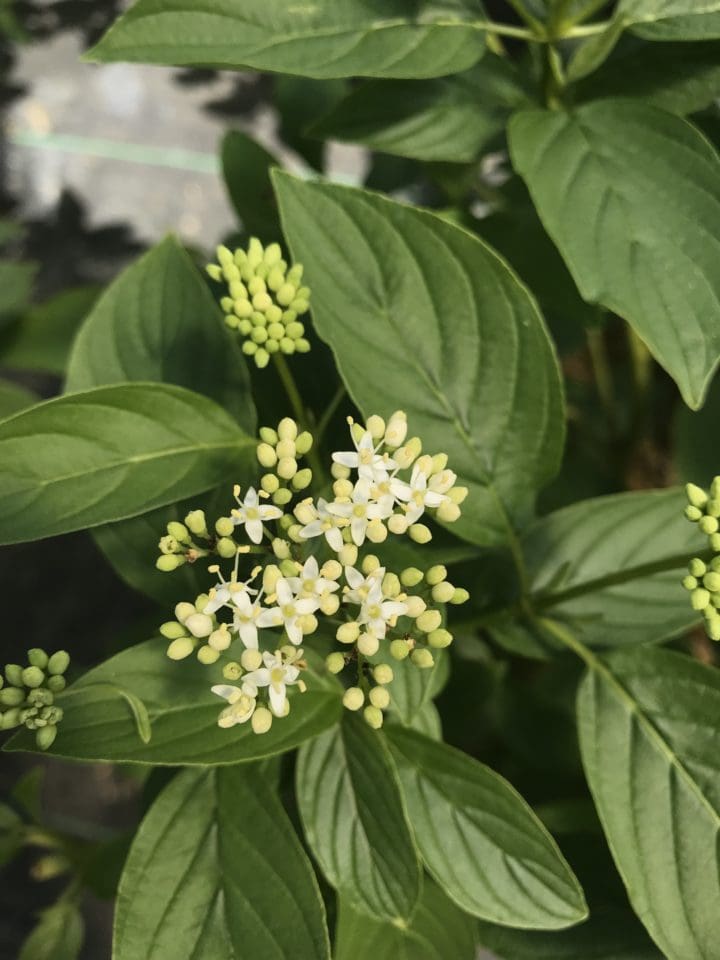 Arctic Fire Yellow Dogwood