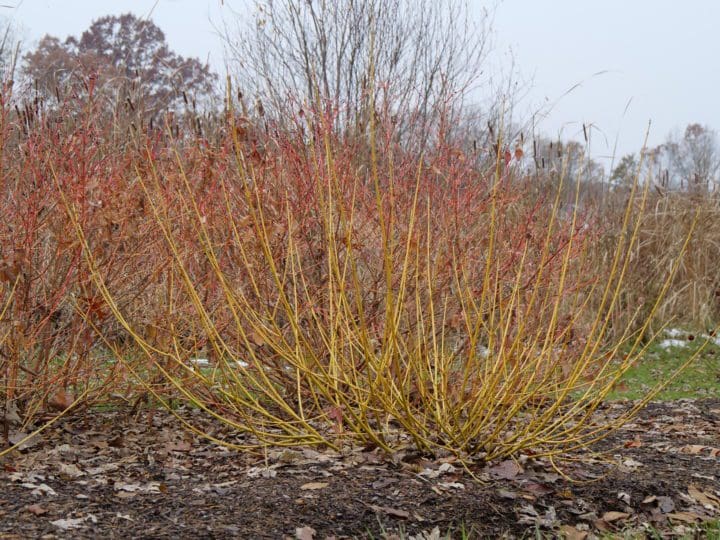 Arctic Fire Yellow Dogwood - Image 2
