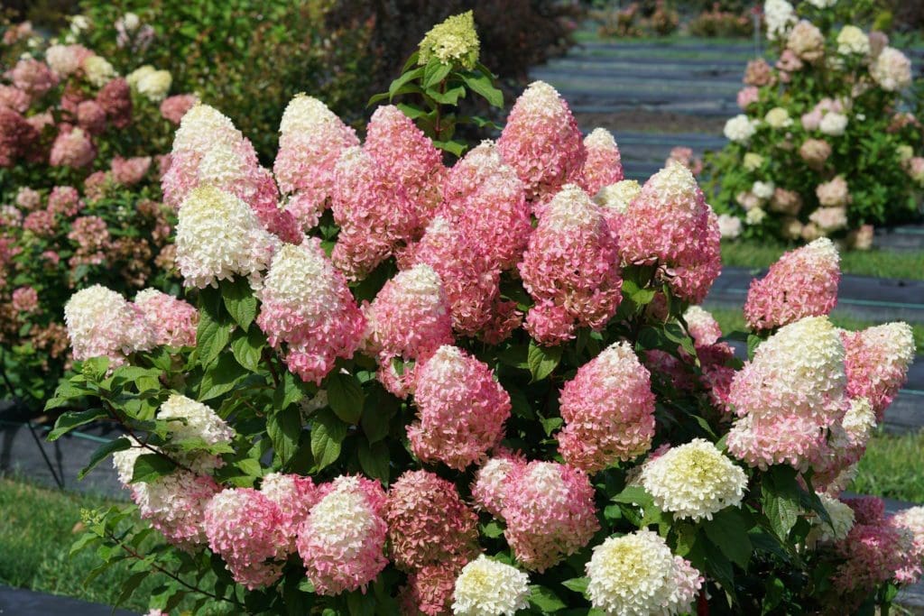 Hydrangeas Minnesota Quick Fire Fab Hydrangea - Pahl's Market - Apple Valley, MN