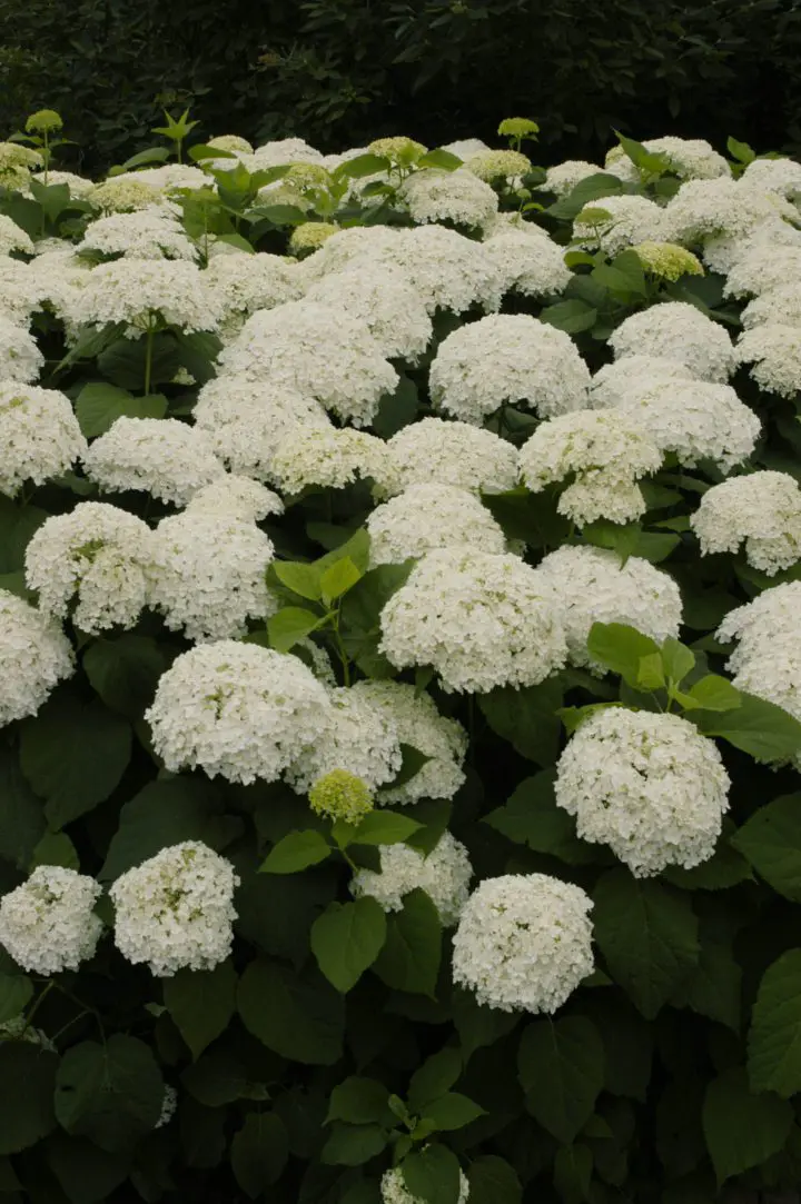 Annabelle Hydrangea
