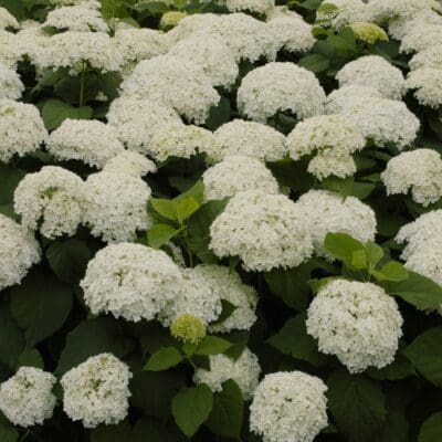 Annabelle Hydrangea