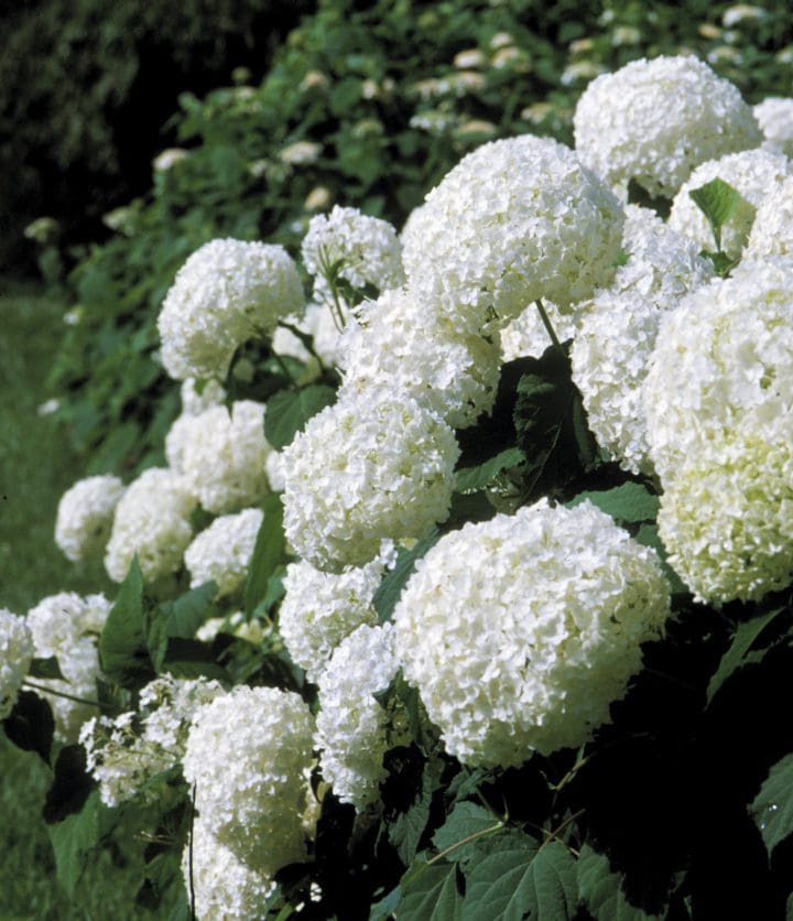 Annabelle Hydrangea - Image 2