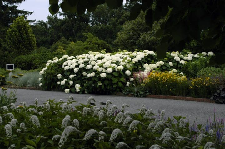 Annabelle Hydrangea - Image 3