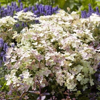 Early Evolution Hydrangea