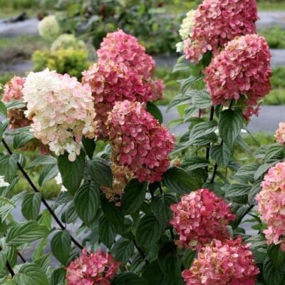 Fire Light Hardy Hydrangea