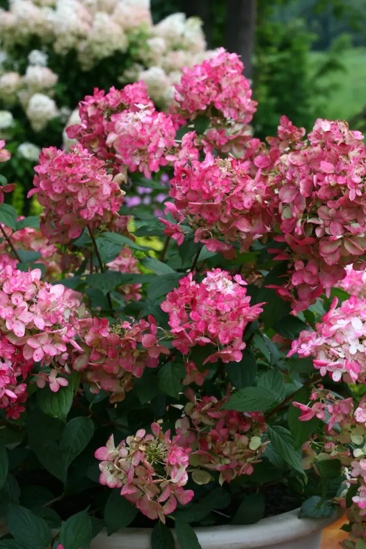 Fire Light Hardy Hydrangea - Image 2