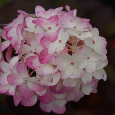 Fire Light Tidbit Hydrangea