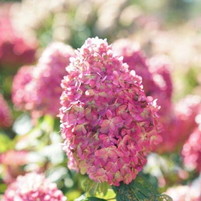 Limelight Prime Hydrangea
