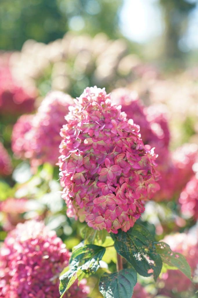 Limelight Prime Hydrangea - Pahl's Market - Apple Valley, MN