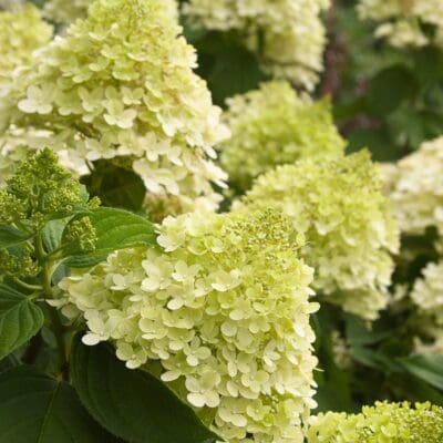 Limelight Hydrangea