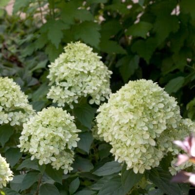Little Lime Hydrangea
