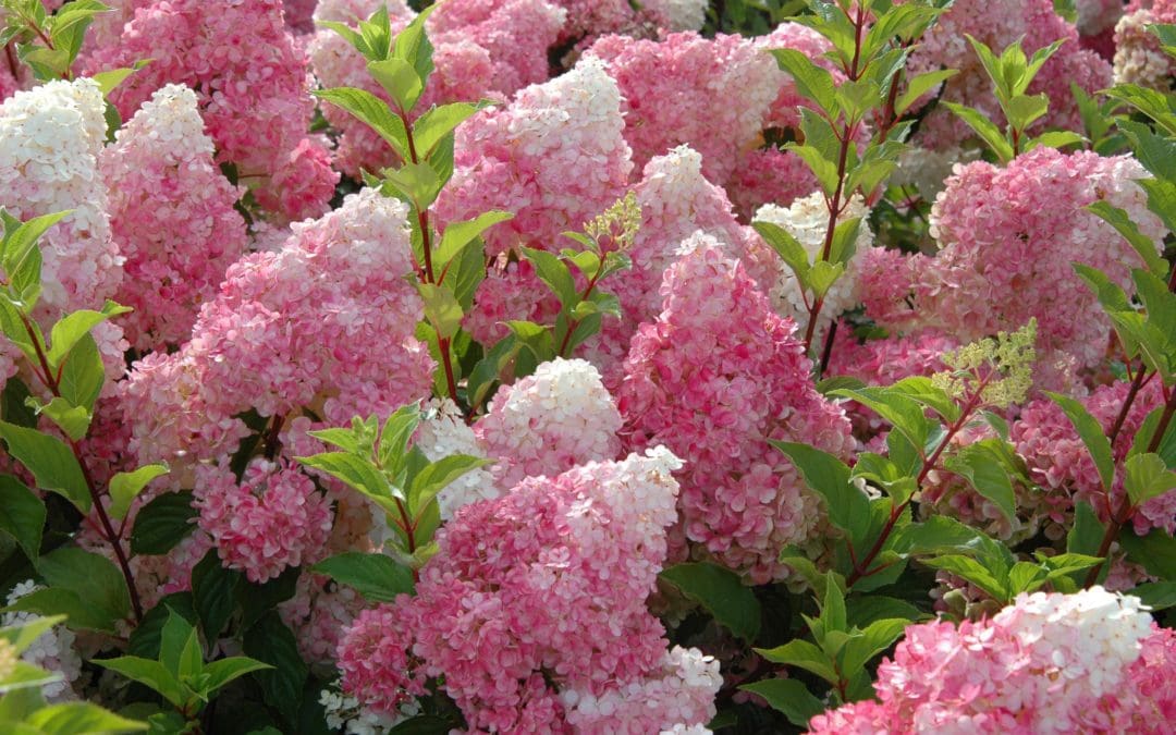Vanilla Strawberry Hydrangea