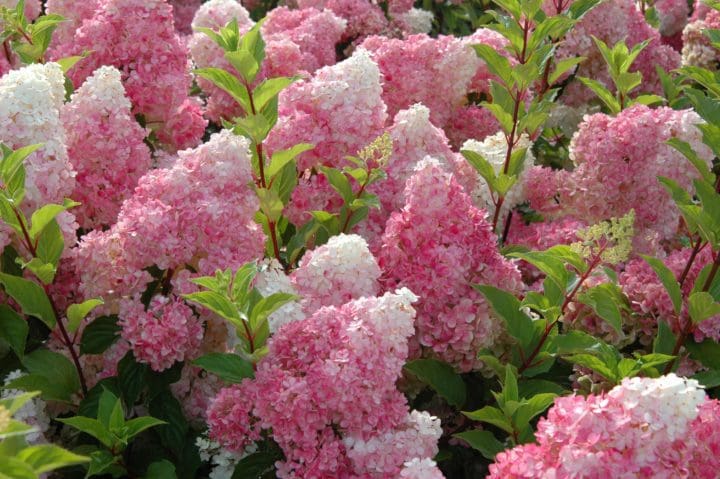 Vanilla Strawberry Hydrangea