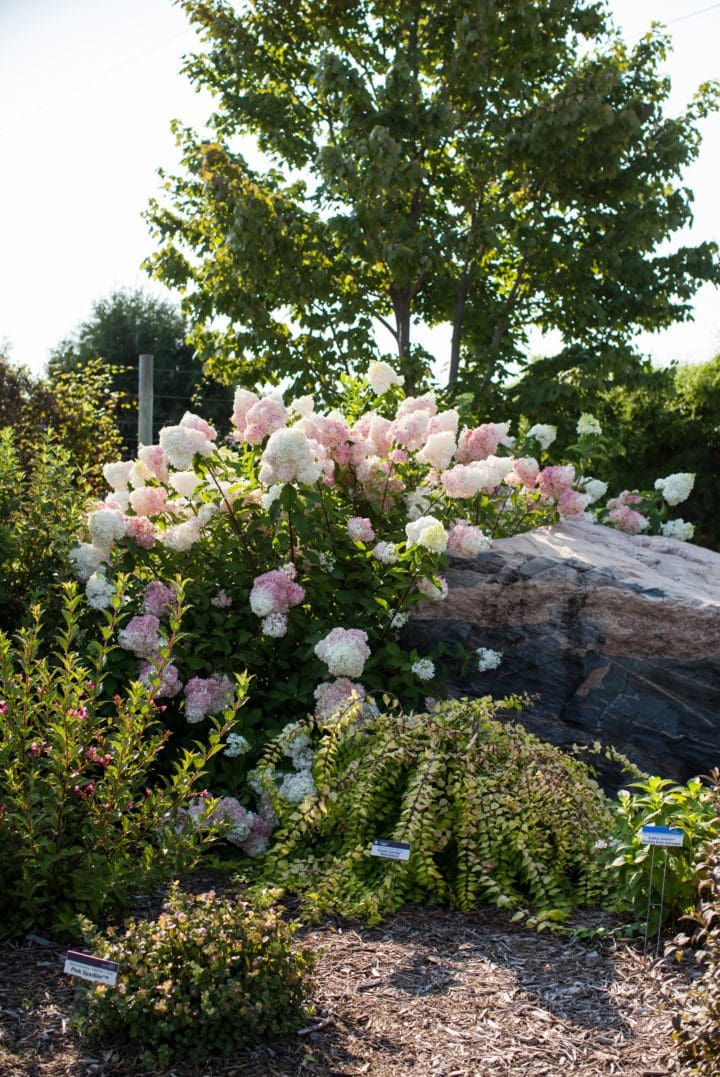 Vanilla Strawberry Hydrangea - Image 2