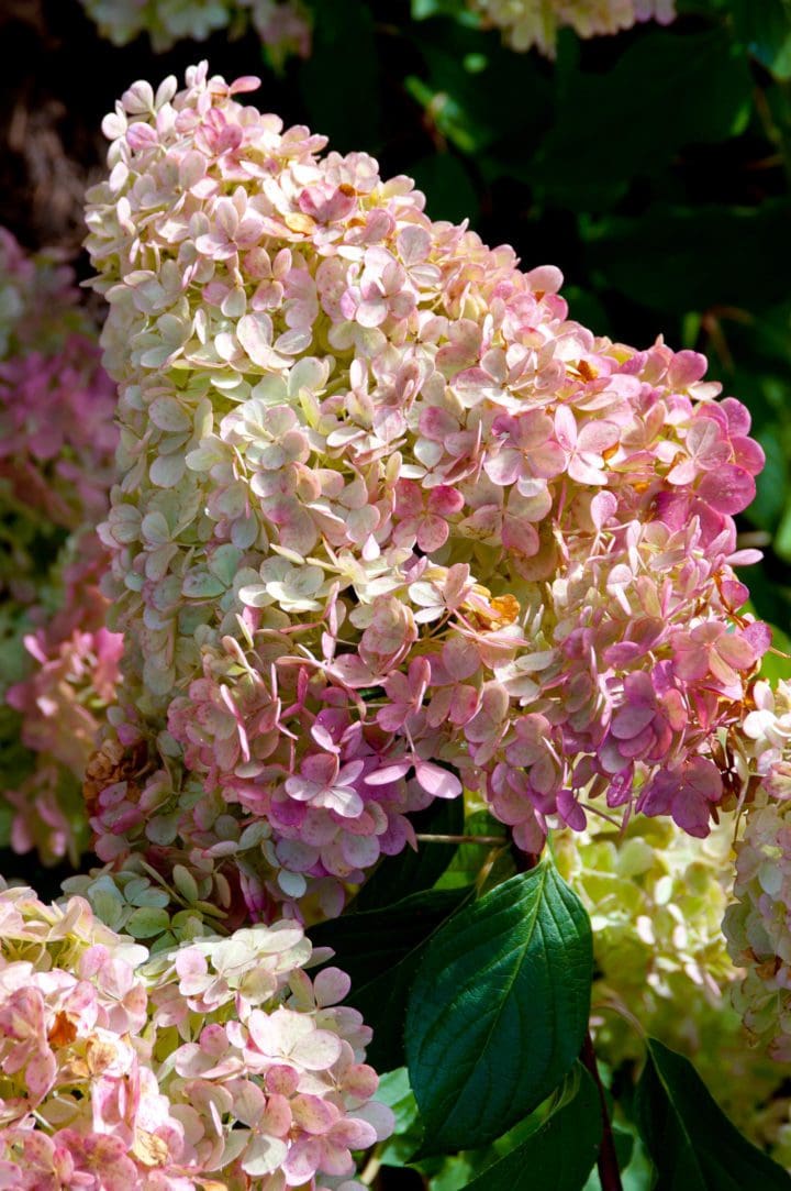 Vanilla Strawberry Hydrangea - Image 3