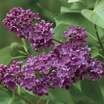 Ludwig Spaeth Lilac