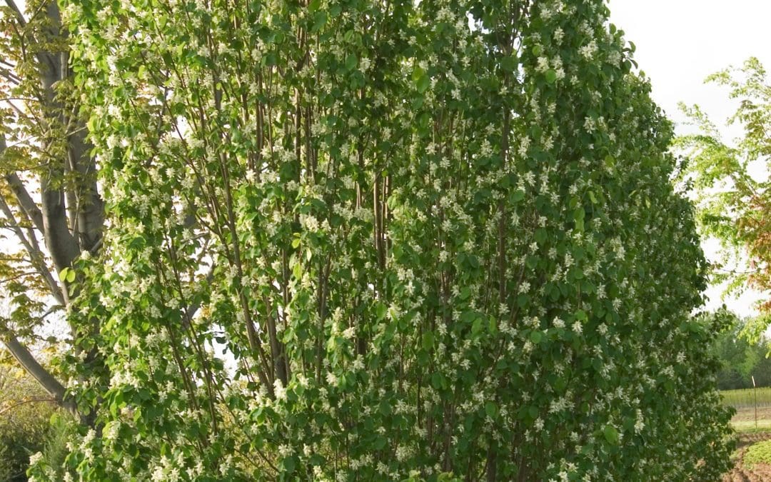 Standing Ovation Serviceberry