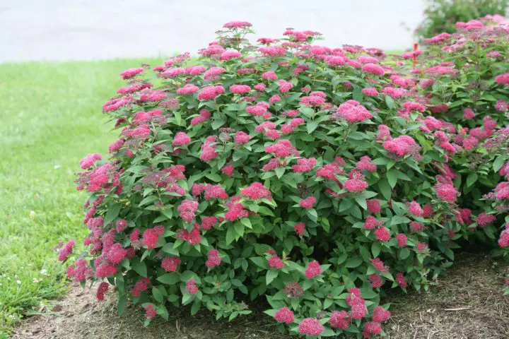 Double Play Red Spirea