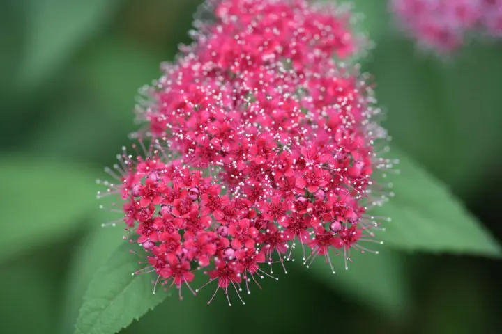 Double Play Red Spirea - Image 2