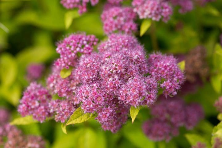 Little Spark Spirea