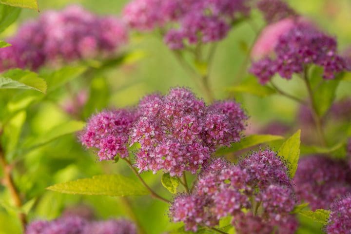 Little Spark Spirea - Image 3