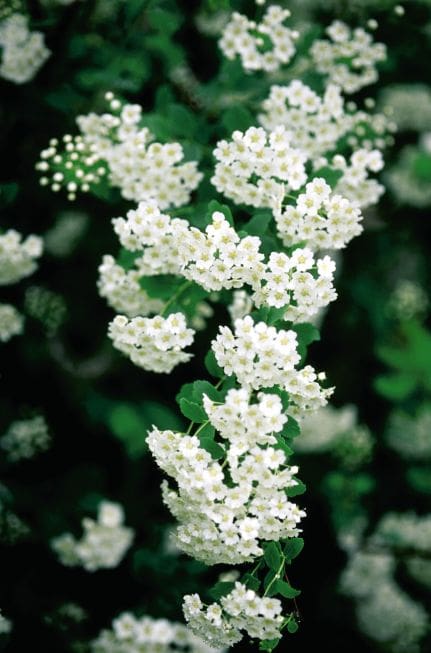 Renaissance Spirea