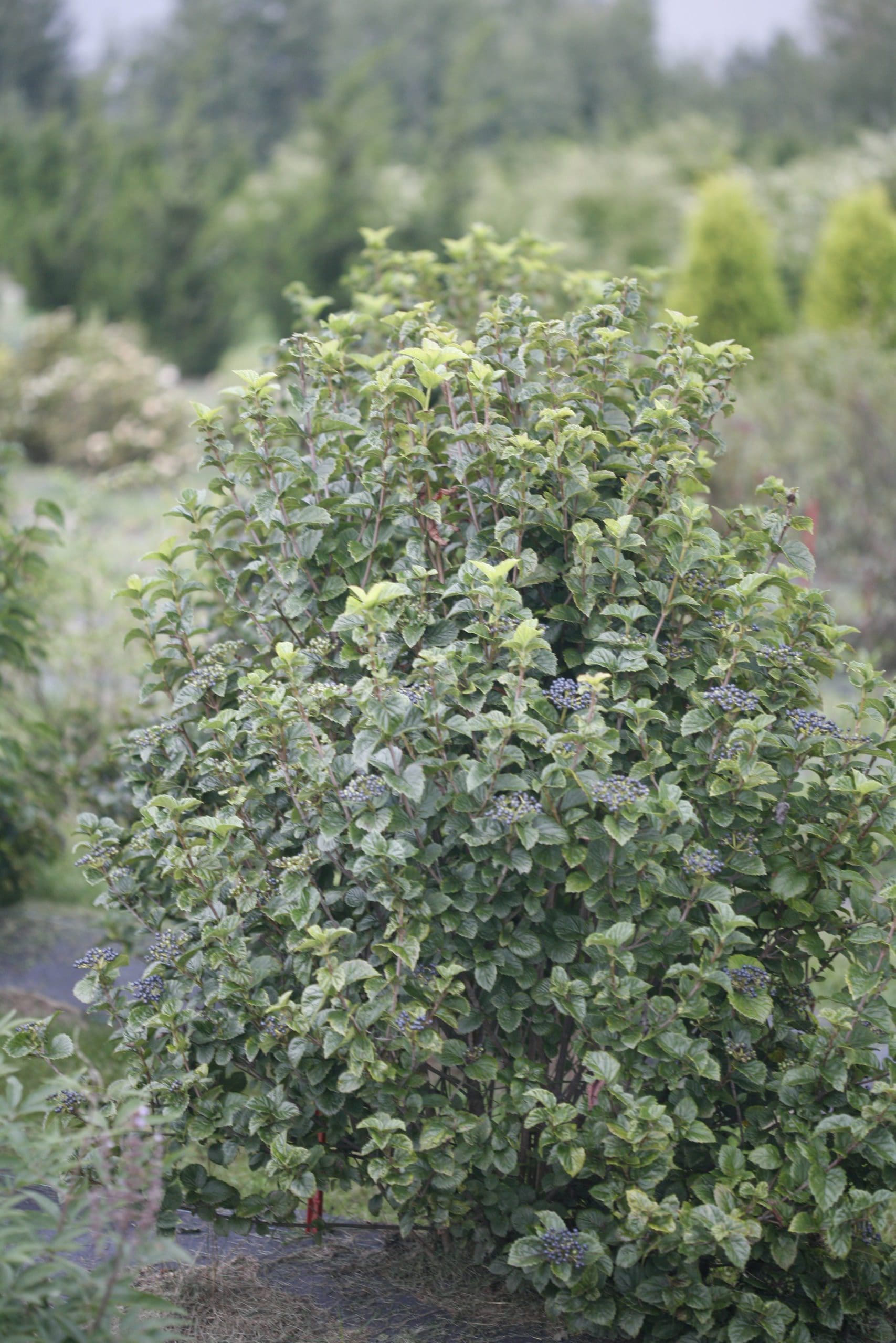 All That Glitters Arrowwood Viburnum Pahl's Market Apple Valley, MN