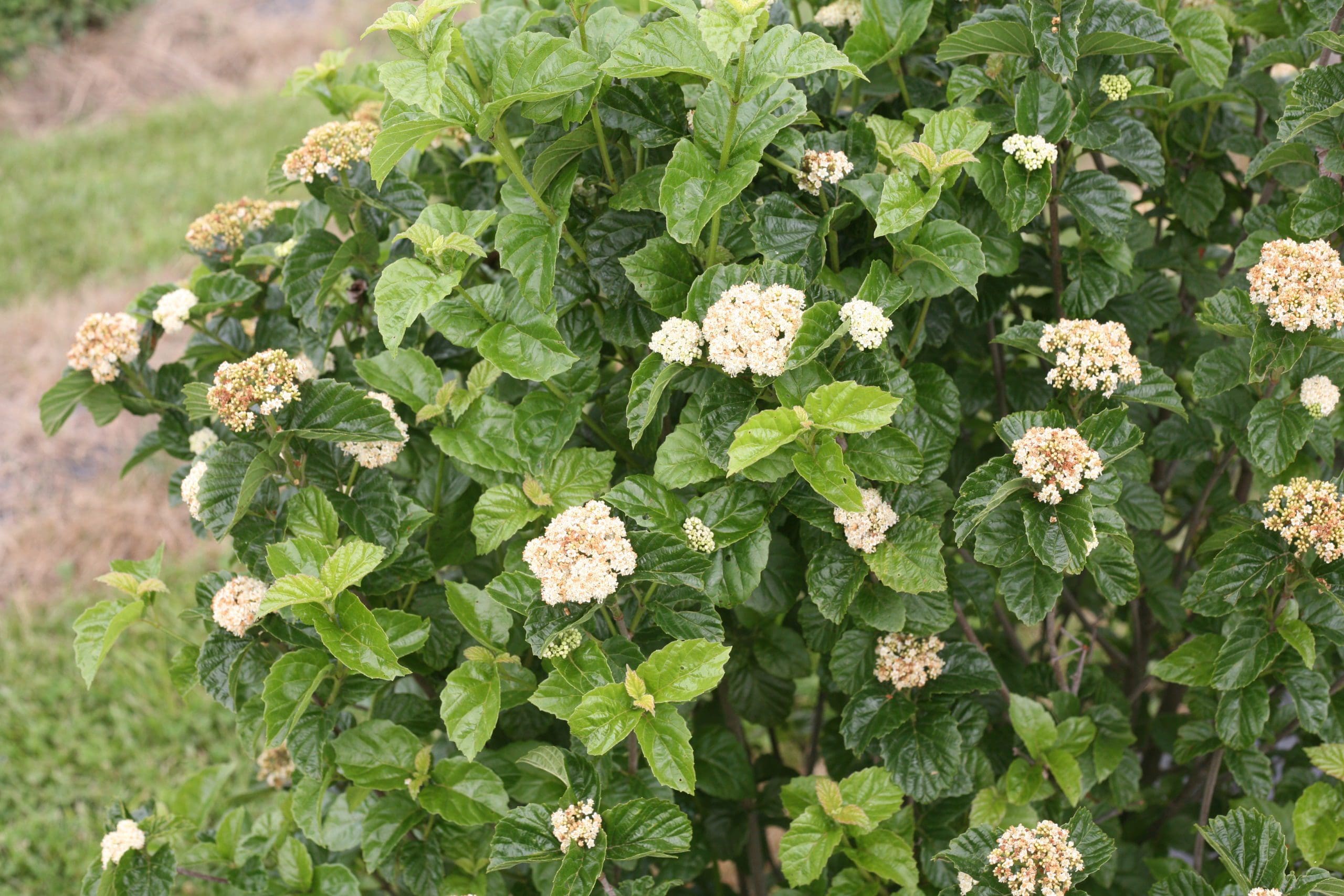 All That Glitters Arrowwood Viburnum Pahl's Market Apple Valley, MN