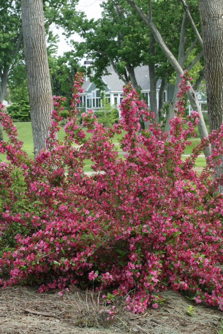 Sonic Bloom Pink Weigela