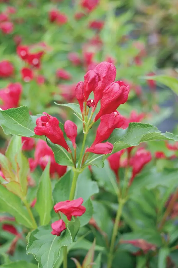 Sonic Bloom Red Weigela
