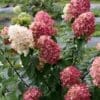 Fire Light Hydrangea - Tree Form