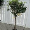 Fire Light Hydrangea - Tree Form - Image 2