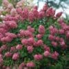 Fire Light Hydrangea - Tree Form - Image 3