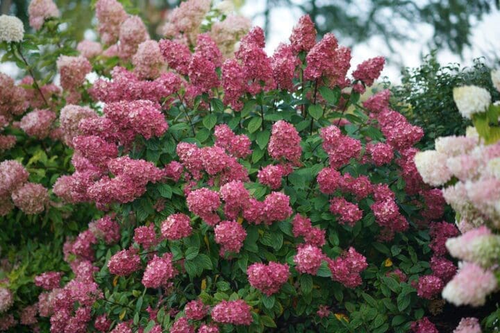 Fire Light Hydrangea - Tree Form - Image 3