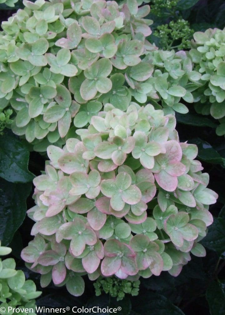 Little Lime Hydrangea - Tree Form - Image 3