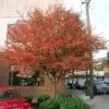 Autumn Brilliance Serviceberry - Image 2