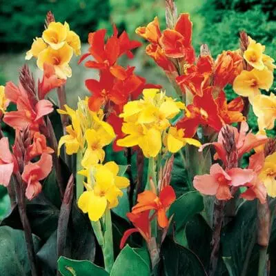 Assorted Canna