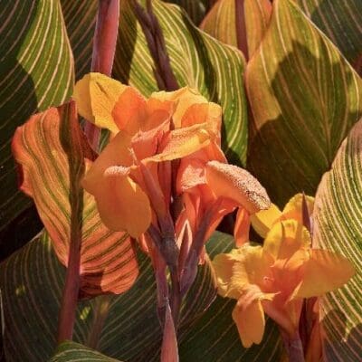 Tropicanna Canna