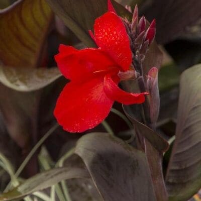 Tropicanna Black Canna